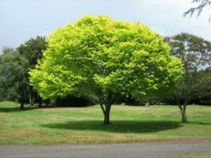 Removing Trees