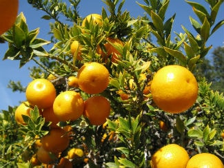 citrus tree care in mesa arizona and surrounding cities-min