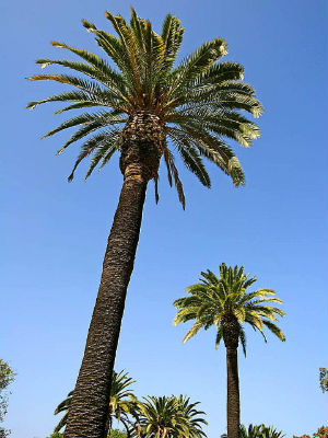 palm tree trimming in mesa and gilbert arizona-min