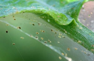 spider mite tree pest control
