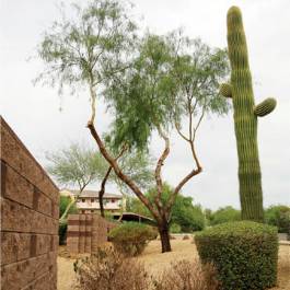 tree trimming and prunning in the east valley of Phoenix AZ
